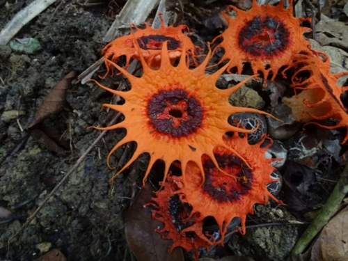 anemone stinkhorn fungus