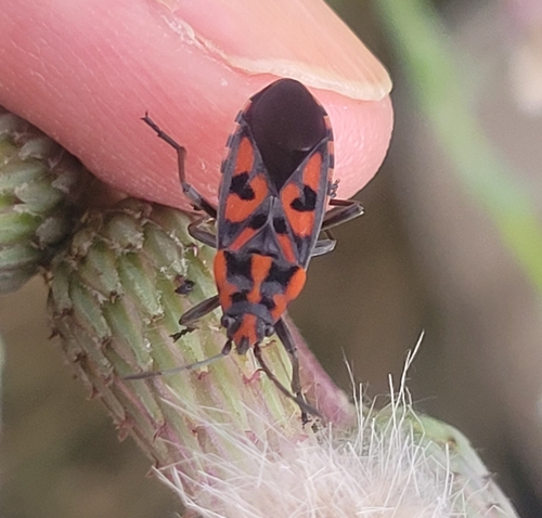 Spilostethus saxatilis