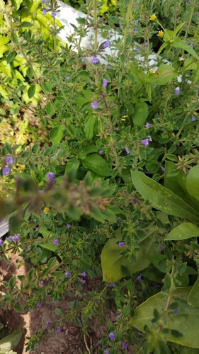 basil-thyme