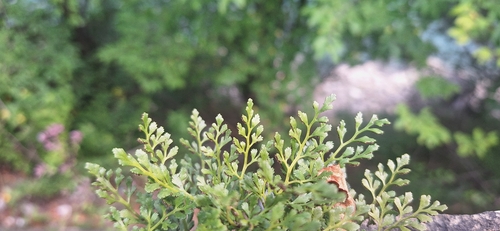 wall-rue