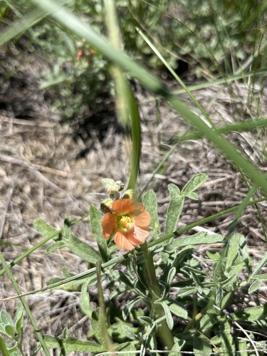Scarlet Globemallow