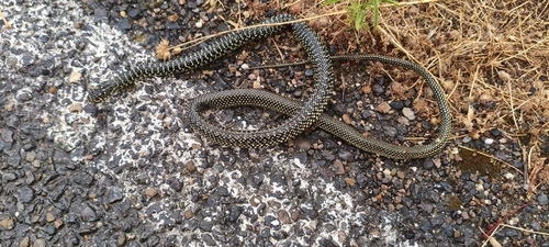 Green Whip Snake