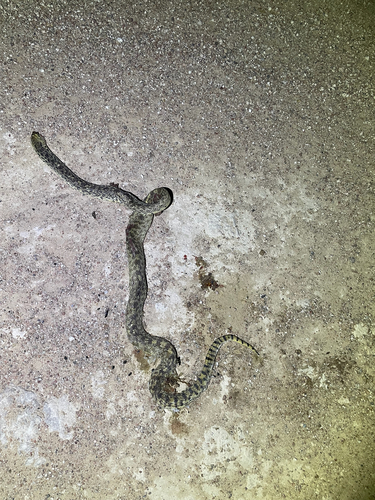 Bullsnake