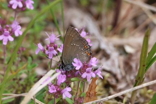 Ilex Hairstreak