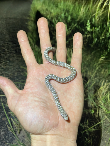 Kansas Glossy Snake