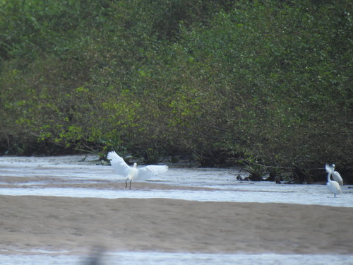 Snowy Egret