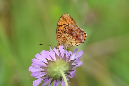 Marbled Fritillary