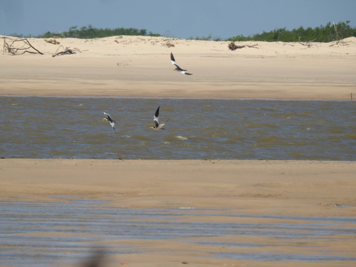 Large-billed Tern