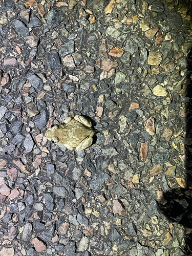 Plains Spadefoot