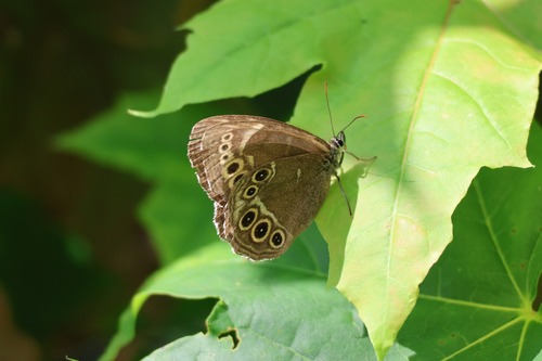 Woodland Brown