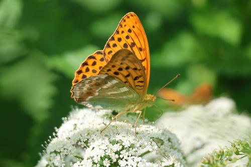 Silver-washed Fritillary