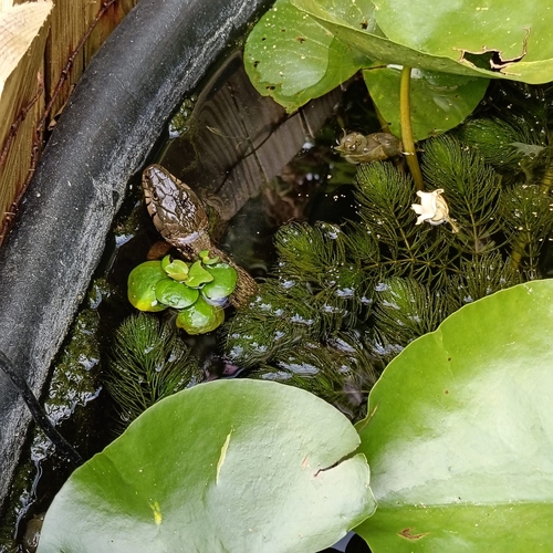 Barred Grass Snake