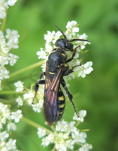 Myzinum obscurum