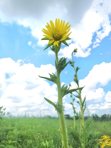 compass plant