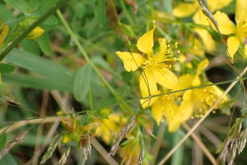 Common St. John's Wort
