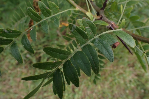 honey locust