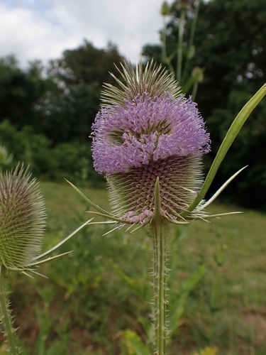 wild teasel