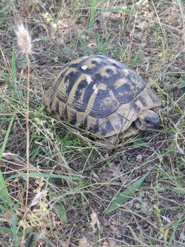 Hermann's Tortoise