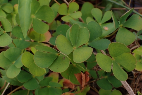 clover fern