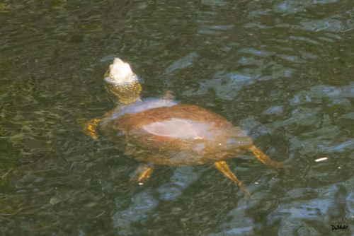 European Pond Turtle