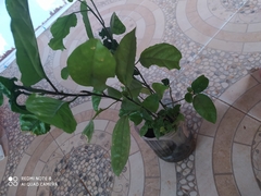 Passiflora edulis image