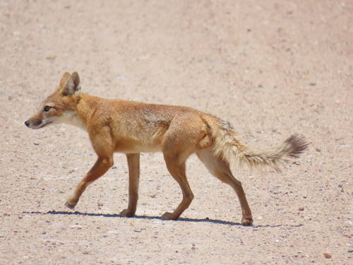 Swift Fox observed by keatonschneeflock