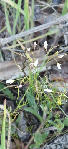 Namaqua Sunspurge
