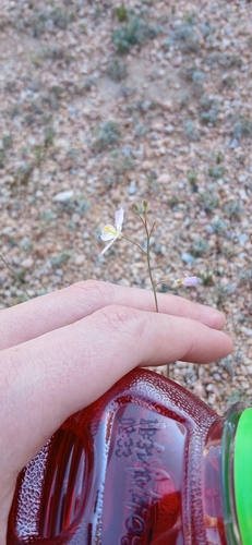 Heliophila minima