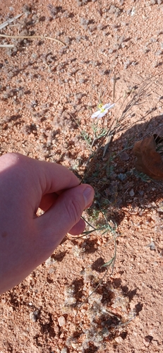 Heliophila seselifolia