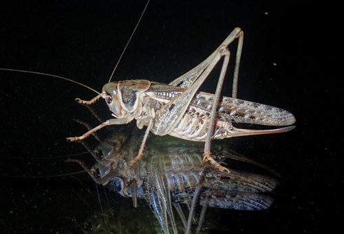 White-faced Bush-cricket
