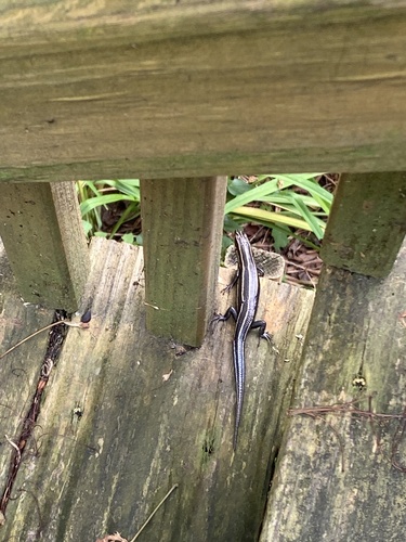Common Five-lined Skink