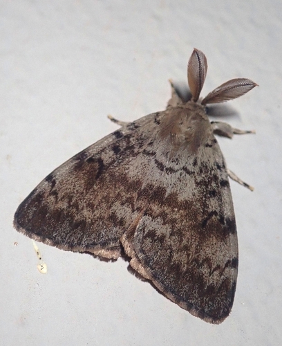 Spongy Moth