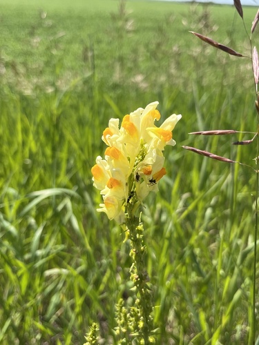common toadflax
