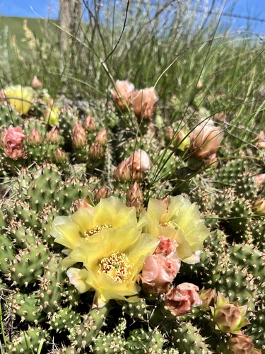 Brittle Pricklypear