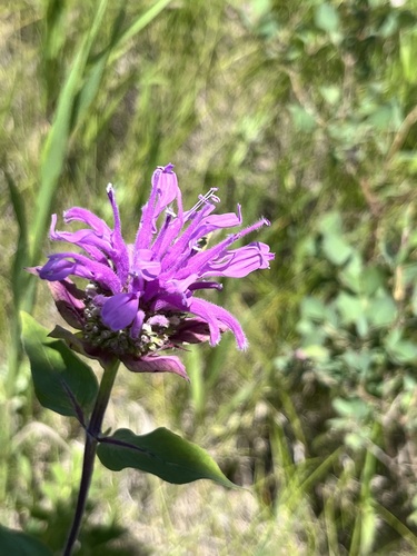 wild bergamot