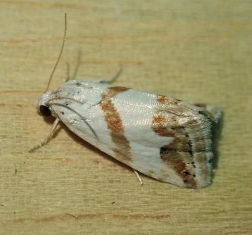 Eublemma candidana