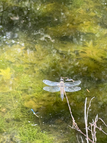 iNaturalist observation photo of Four-spotted Skimmer