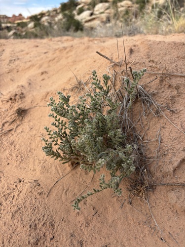 Thicksepal Cryptantha