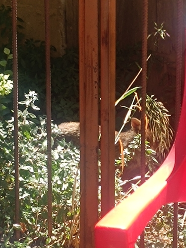Red Fox