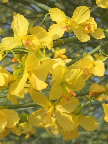 blue palo verde