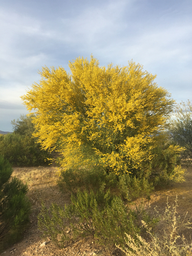 blue palo verde