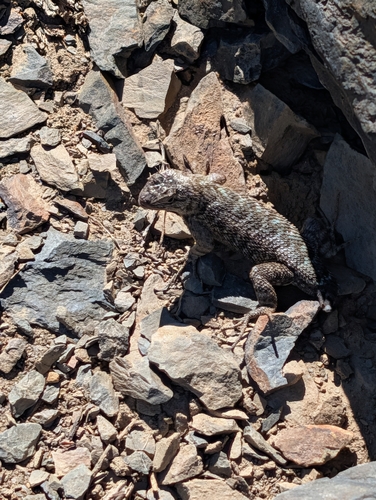 iNaturalist observation photo of Western Fence Lizard