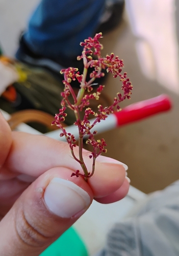 iNaturalist observation photo of Sheep's sorrel