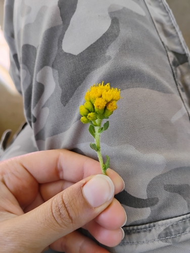 iNaturalist observation photo of Coastal Goldenbush