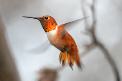 Rufous Hummingbird - Photo (c) Roberto Carlos Martinez, all rights reserved, uploaded by Roberto Carlos Martinez