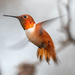 Rufous Hummingbird - Photo (c) Roberto Carlos Martinez, all rights reserved, uploaded by Roberto Carlos Martinez