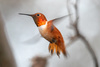 Rufous Hummingbird - Photo (c) Roberto Carlos Martinez, all rights reserved, uploaded by Roberto Carlos Martinez