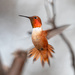Rufous, Allen's, and Allied Hummingbirds - Photo (c) Roberto Carlos Martinez, all rights reserved, uploaded by Roberto Carlos Martinez