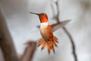 Rufous, Allen's, and Allied Hummingbirds - Photo (c) Roberto Carlos Martinez, all rights reserved, uploaded by Roberto Carlos Martinez