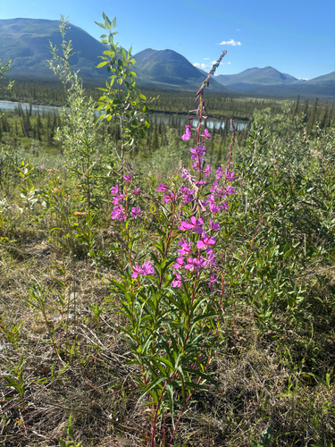 fireweed